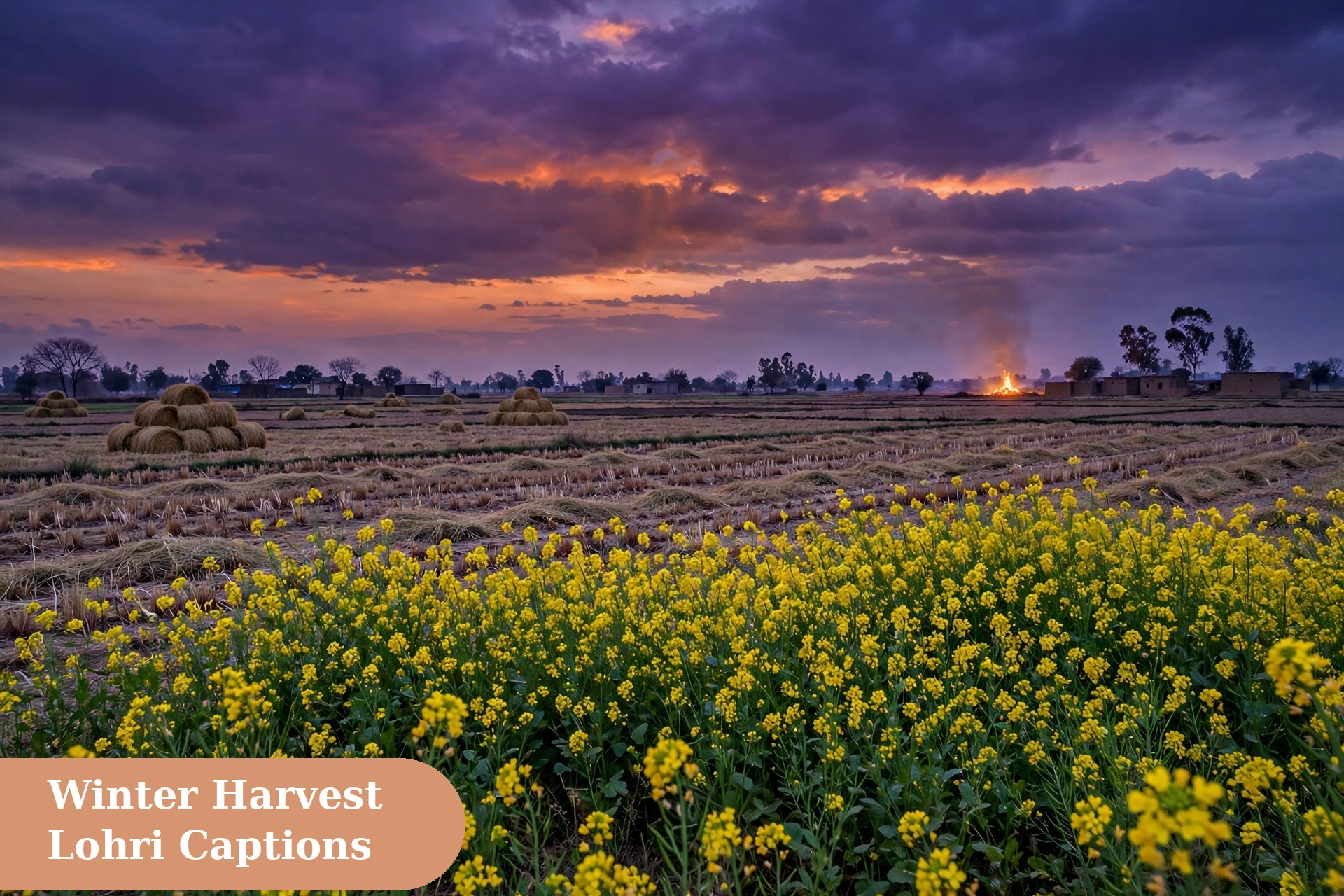 Lohri captions for instagram winter harvest field celebrating the new crop season